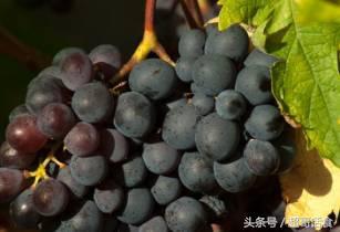 减肥期间可以吃葡萄吗，减肥能吃葡萄吗（葡萄是减肥的大敌，这是真的么）