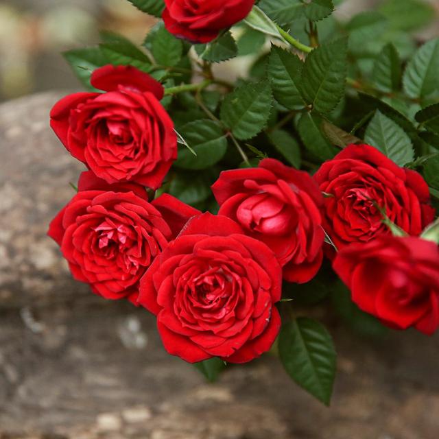 小玫瑰的养殖方法和注意事项，小玫瑰的养殖方法和注意事项图解（特别适合窗台摆放）