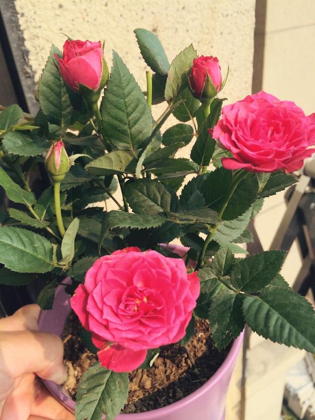 小玫瑰的养殖方法和注意事项，小玫瑰的养殖方法和注意事项图解（特别适合窗台摆放）