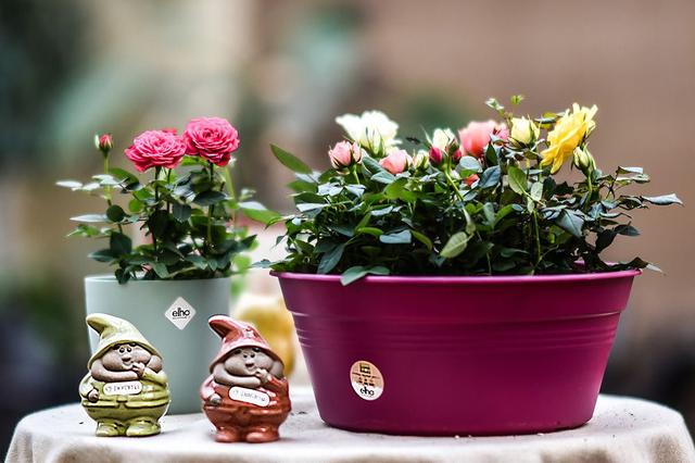 小玫瑰的养殖方法和注意事项，小玫瑰的养殖方法和注意事项图解（特别适合窗台摆放）