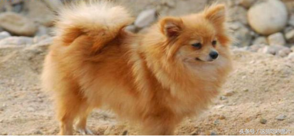 博美犬如何训练，如何训练博美犬大小便（怎么才能训练的更听话）