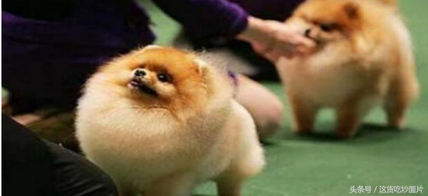 博美犬如何训练，如何训练博美犬大小便（怎么才能训练的更听话）