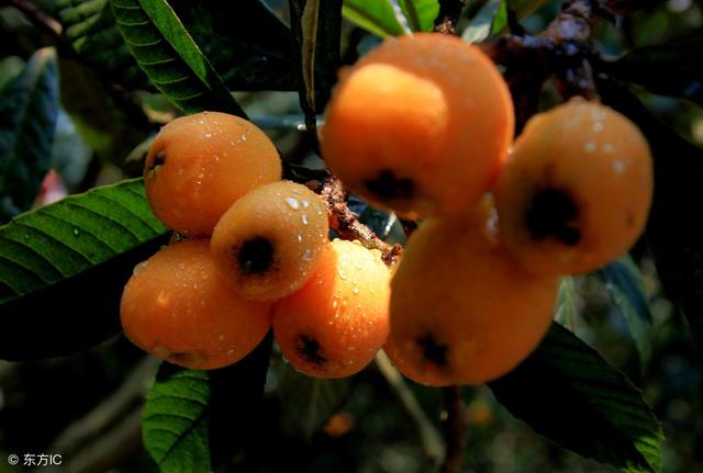枇杷果的作用与功效 枇杷果的食用价值，枇杷果的作用与功效（可鲜食、可药用、爱吃枇杷的人要注意）