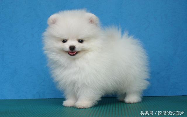 博美犬如何训练，如何训练博美犬大小便（怎么才能训练的更听话）