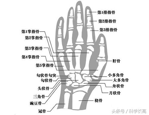 自测骨骼闭合小方法，判断骨骼闭合小方法有哪些（骨骺线闭合怎么看）