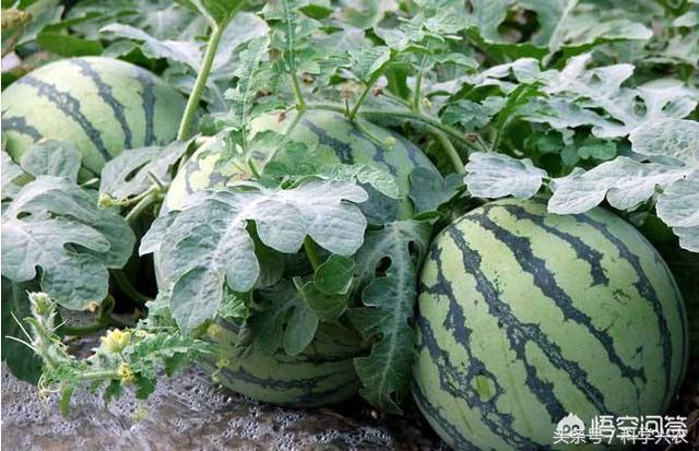 种植西瓜用什么肥料最佳 种植西瓜用的肥料，种植西瓜用什么肥料最佳（西瓜适合那些肥料）