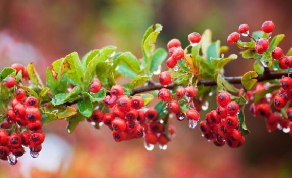 火棘，种子繁殖要注意什么（火棘）