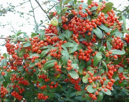 火棘，种子繁殖要注意什么（火棘）