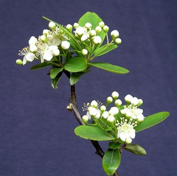 火棘，种子繁殖要注意什么（火棘）