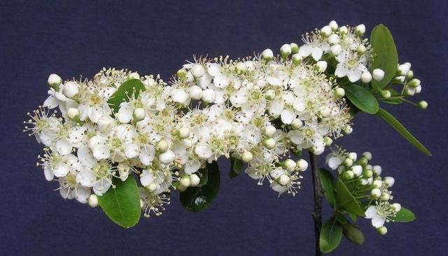 火棘，种子繁殖要注意什么（火棘）