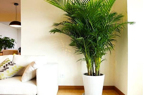 散尾葵的养殖方法和注意事项，散尾葵的养殖方法和注意事项（养好散尾葵需要注意什么）