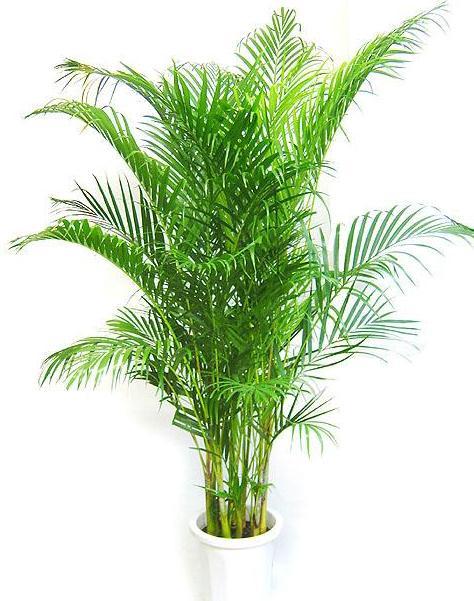 散尾葵的养殖方法和注意事项，散尾葵的养殖方法和注意事项（养好散尾葵需要注意什么）