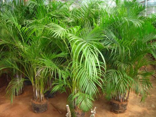 散尾葵的养殖方法和注意事项，散尾葵的养殖方法和注意事项（养好散尾葵需要注意什么）