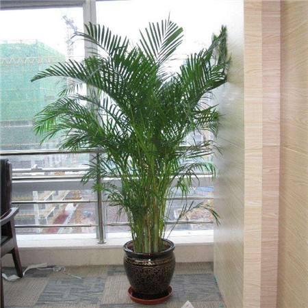 散尾葵的养殖方法和注意事项，散尾葵的养殖方法和注意事项（养好散尾葵需要注意什么）