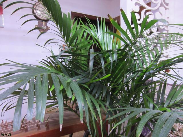 散尾葵的养殖方法和注意事项，散尾葵的养殖方法和注意事项（养好散尾葵需要注意什么）