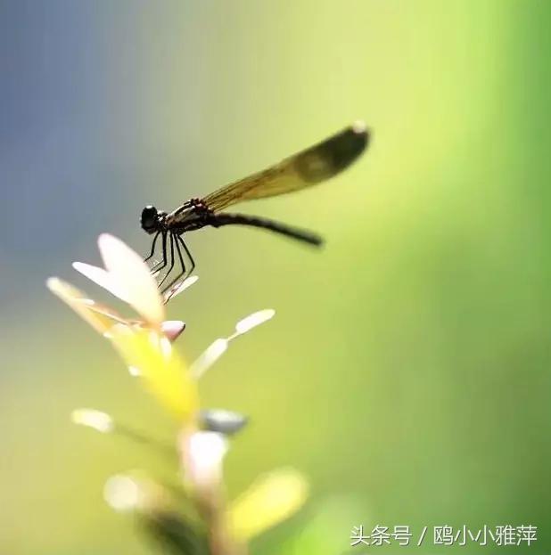 谷雨的来历和风俗，谷雨的来历和风俗教案（谷雨的由来）