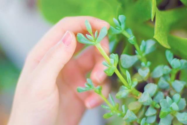 什么星座最专一，最专一的五大星座（爱上就不会说分手的3个星座）