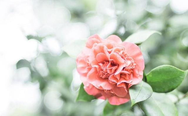 什么星座最专一，最专一的五大星座（爱上就不会说分手的3个星座）