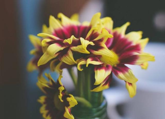 什么星座最专一，最专一的五大星座（爱上就不会说分手的3个星座）