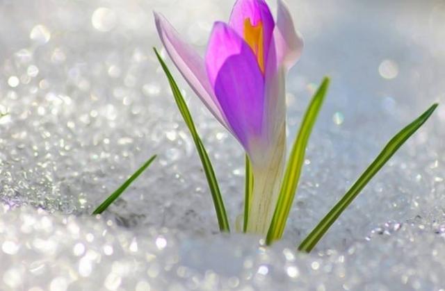 什么星座最专一，最专一的五大星座（爱上就不会说分手的3个星座）