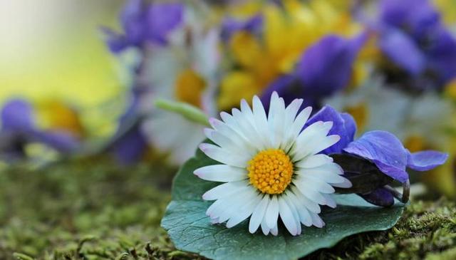 什么星座最专一，最专一的五大星座（爱上就不会说分手的3个星座）