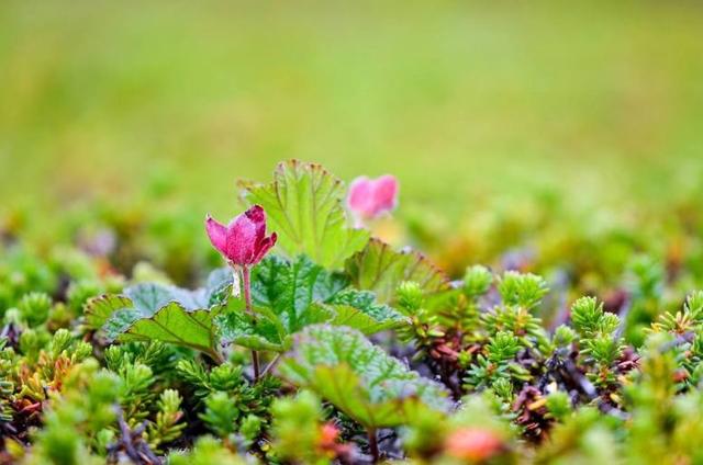 什么星座最专一，最专一的五大星座（爱上就不会说分手的3个星座）