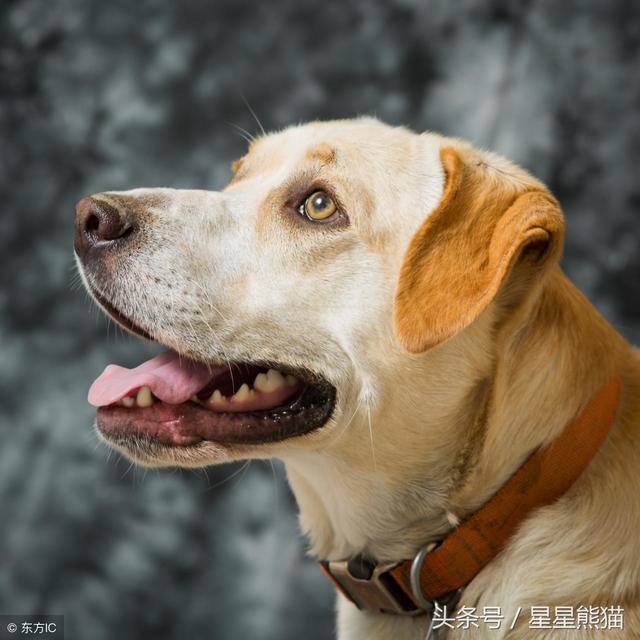 人得狂犬病的症状，人得了狂犬病有什么症状（狂犬病有什么症状）
