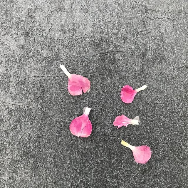 康乃馨的图片，“胭脂透”<康乃馨制作>（红色康乃馨图片）