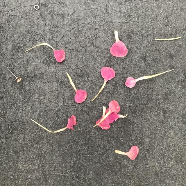 康乃馨的图片，“胭脂透”<康乃馨制作>（红色康乃馨图片）