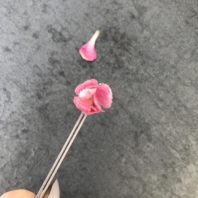 康乃馨的图片，“胭脂透”<康乃馨制作>（红色康乃馨图片）