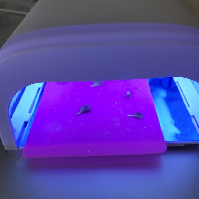 康乃馨的图片，“胭脂透”<康乃馨制作>（红色康乃馨图片）