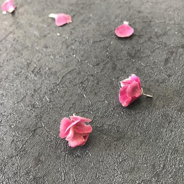 康乃馨的图片，“胭脂透”<康乃馨制作>（红色康乃馨图片）