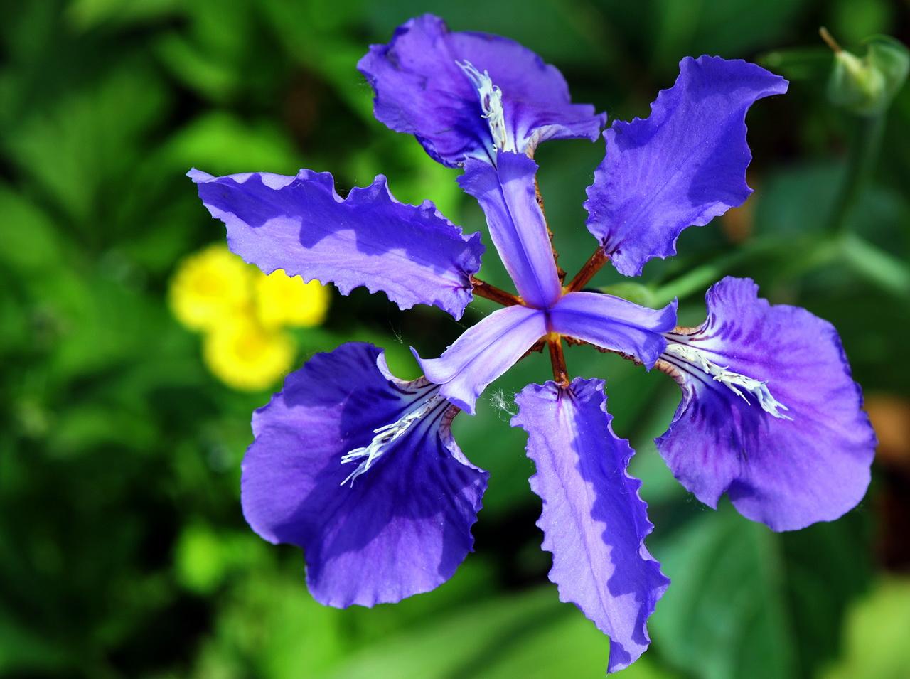 扁竹葉鳶尾花(鳶尾花和扁竹花一樣嗎)-柯彬網