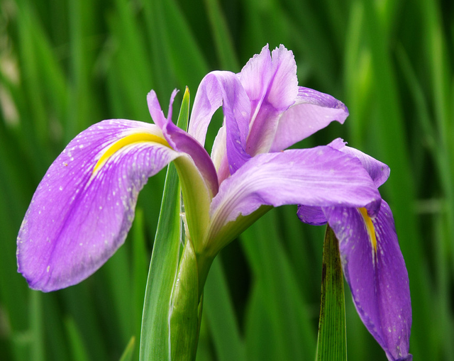 扁竹蘭花語,扁竹蘭花語及象徵意義(鳶尾又名烏鳶,扁竹花)