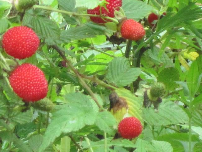 茅岩莓可以泡几次(茅莓泡水的功效)-柯彬网
