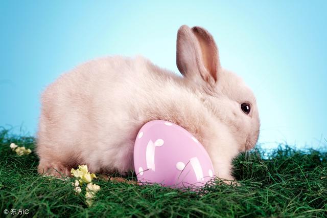 兔宝宝几月出生最好命，几月生的兔宝宝命最好（生肖兔最好的出生月份）