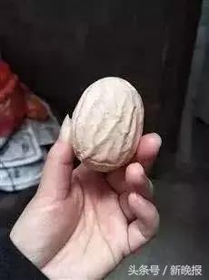 死胎蛋照射的图片，鸭蛋怎么孵化需要准备什么（浙江一母鸡竟生下这样的蛋……养鸡十几年第一次见）