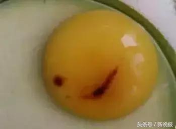 死胎蛋照射的图片，鸭蛋怎么孵化需要准备什么（浙江一母鸡竟生下这样的蛋……养鸡十几年第一次见）