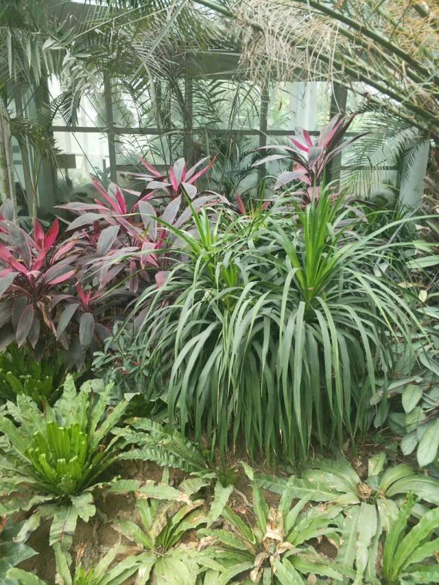 热带植物有哪些，常见热带植物的名称（猜对一半以上我发50元红包）