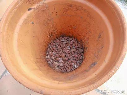 芦荟养殖，芦荟的养殖管理（盆栽芦荟的养殖方法和注意事项）