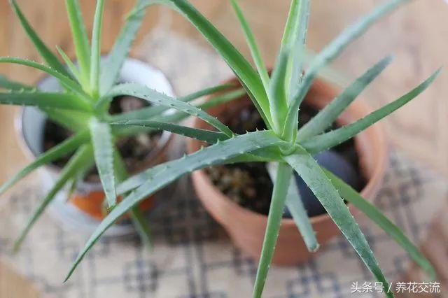芦荟养殖，芦荟的养殖管理（盆栽芦荟的养殖方法和注意事项）