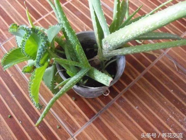 芦荟养殖，芦荟的养殖管理（盆栽芦荟的养殖方法和注意事项）