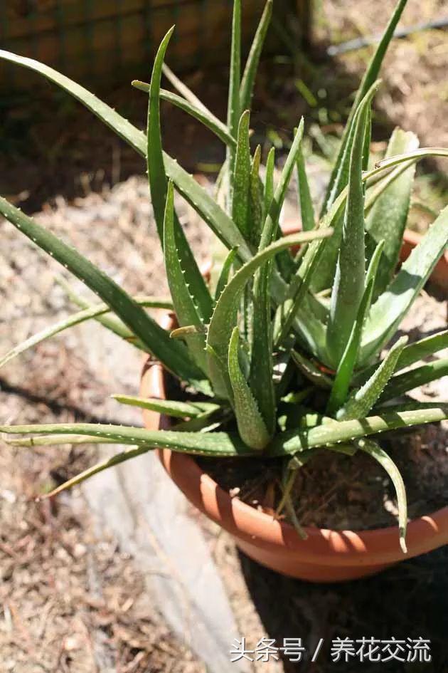 芦荟养殖，芦荟的养殖管理（盆栽芦荟的养殖方法和注意事项）