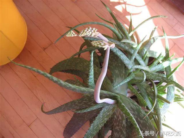 芦荟养殖，芦荟的养殖管理（盆栽芦荟的养殖方法和注意事项）