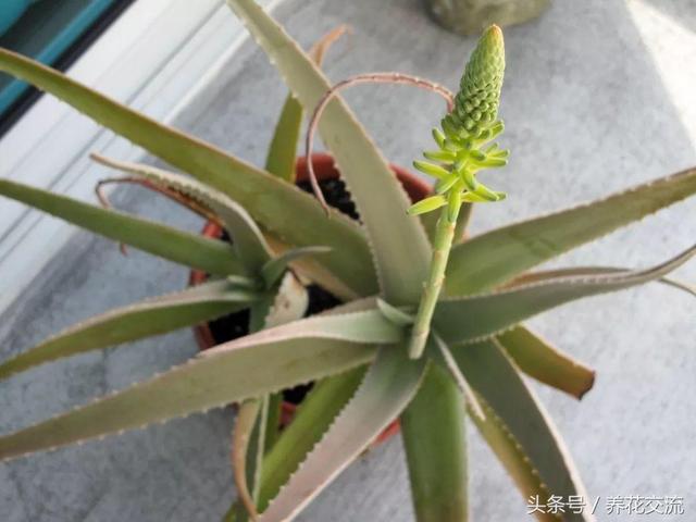 芦荟养殖，芦荟的养殖管理（盆栽芦荟的养殖方法和注意事项）