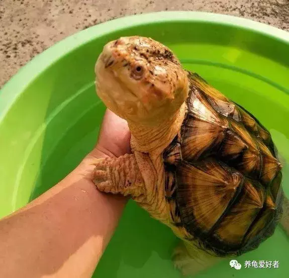养什么龟好(为什么说养巴西龟不吉利)