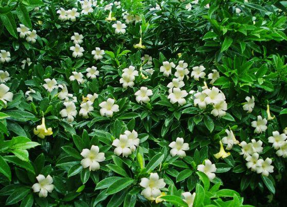 非洲茉莉,非洲茉莉是茉莉花吗(非洲茉莉花什么时候开花)