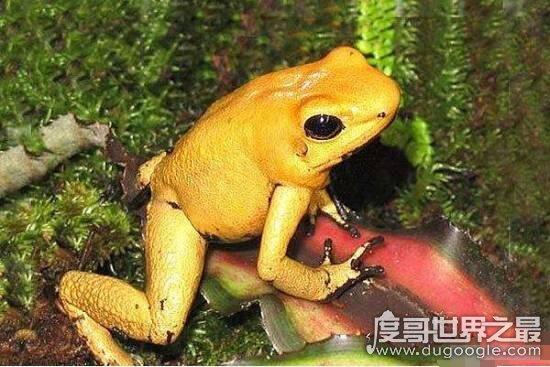 世界最毒化学物质前二十，化学武器vx神经毒气最毒
