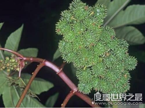 世界最毒化学物质前二十，化学武器vx神经毒气最毒