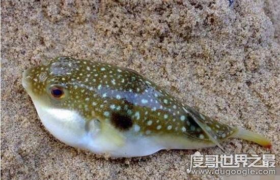 世界最毒化学物质前二十，化学武器vx神经毒气最毒